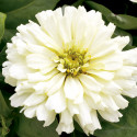 Zinnia Short Stuff