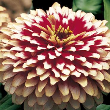 Zinnia Swizzle...