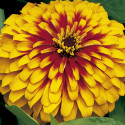 Zinnia Swizzle