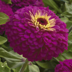 Zinnia Uproar...