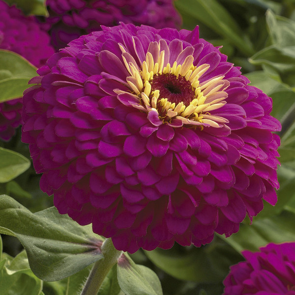 Zinnia Uproar