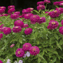 Zinnia Uproar