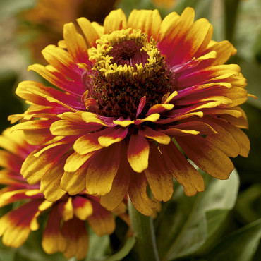 Zinnia Zowie!...